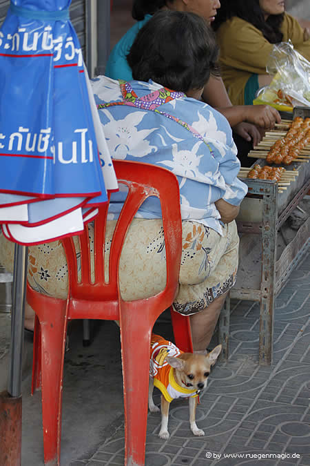 Kleiner Hund unter dem Plastestuhl einer dicken Thailänderin