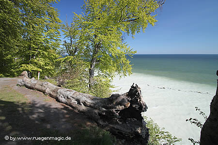 Weiße Küste bei Sassnitz, die Kreide färbt das Meer