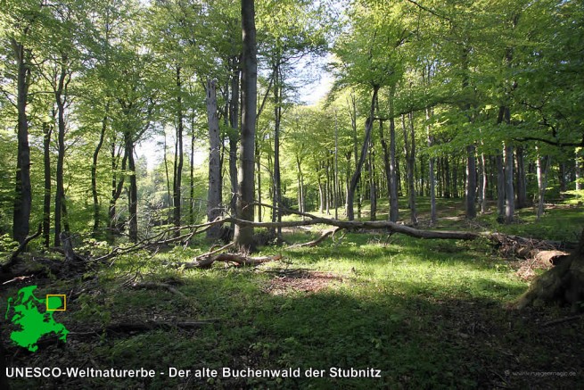 Unseco-Weltnaturerbe - Der Buchenwald bei Sassnitz