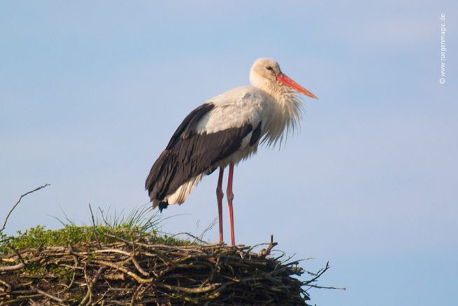 Der Storch ist endlich in Zirkow auf der Insel Rügen eingetroffen