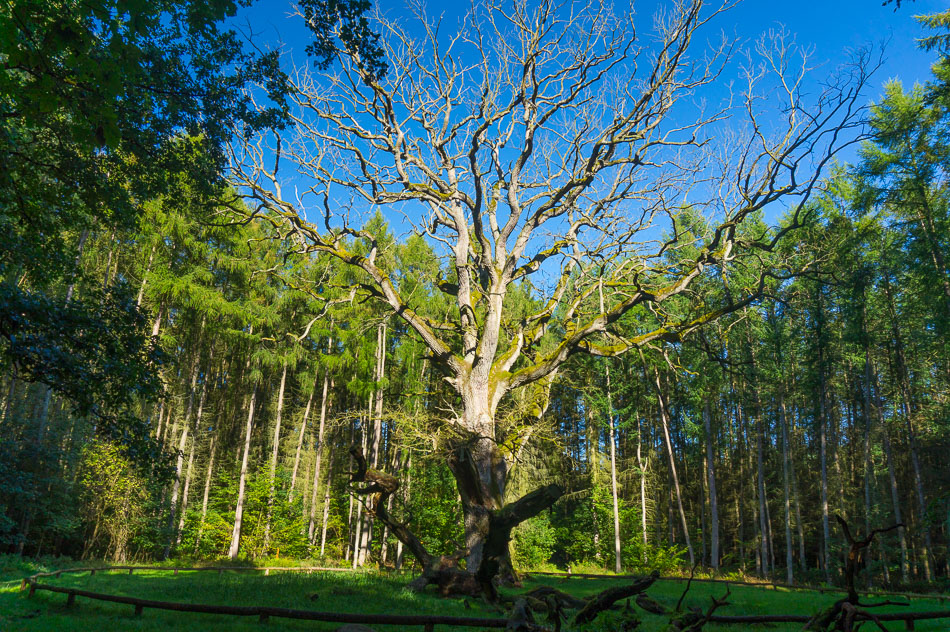 Ältester Baum der Goor (Schirmeiche)