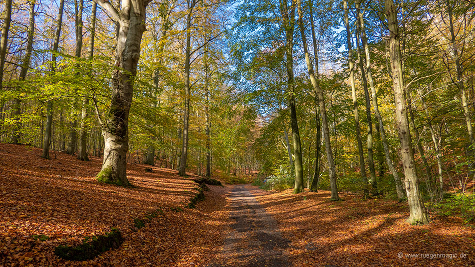 Herbstliches Waldgebiet Granitz