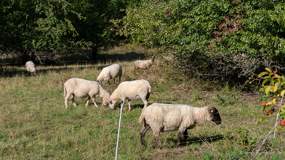 Schafe halten die Freiflächen kurz