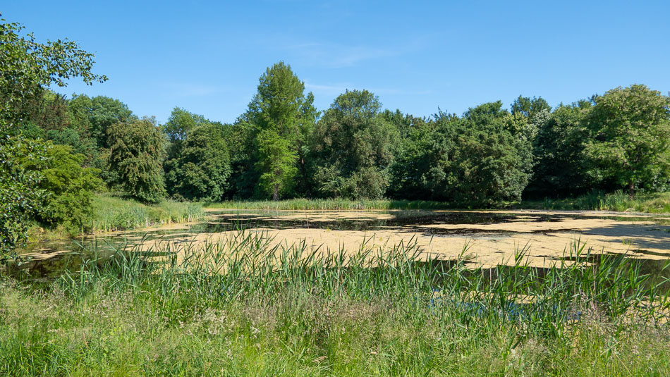 Teich im Park Losentitz