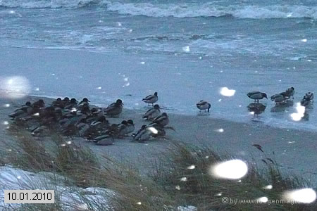 Enten suchen Schutz vor den orkanartigen Böen am Binzer Ostseestrand
