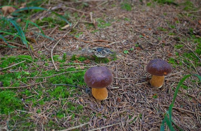 Maronen gehören zu den beliebtesten Pilze Rügens