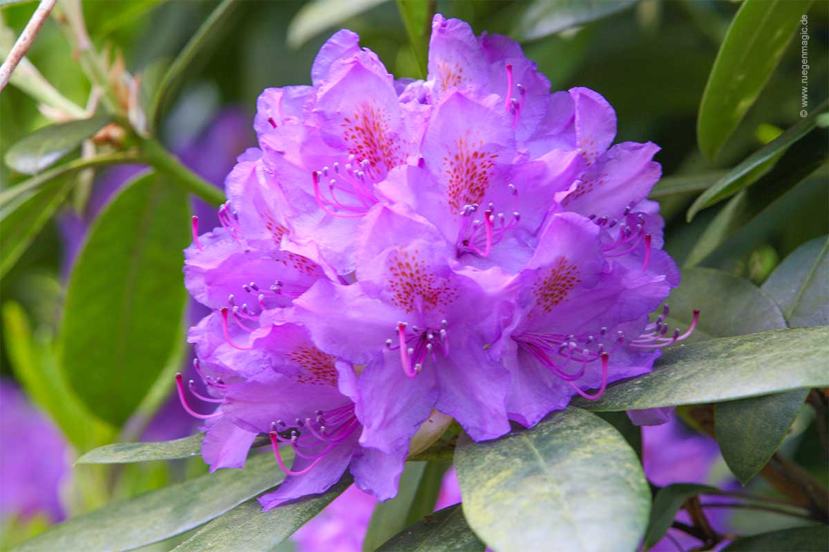 Der Rhododendron blüht zeitgleich mit dem Raps