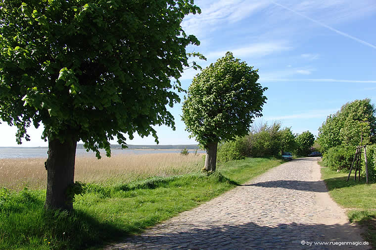 Allee in Polchow