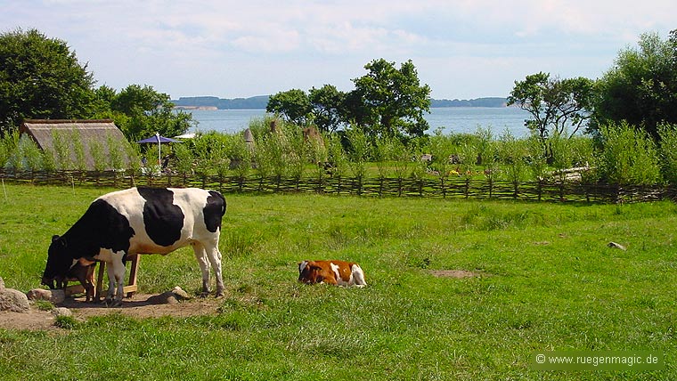 In Groß Stresow kann man noch Kühe direkt erleben