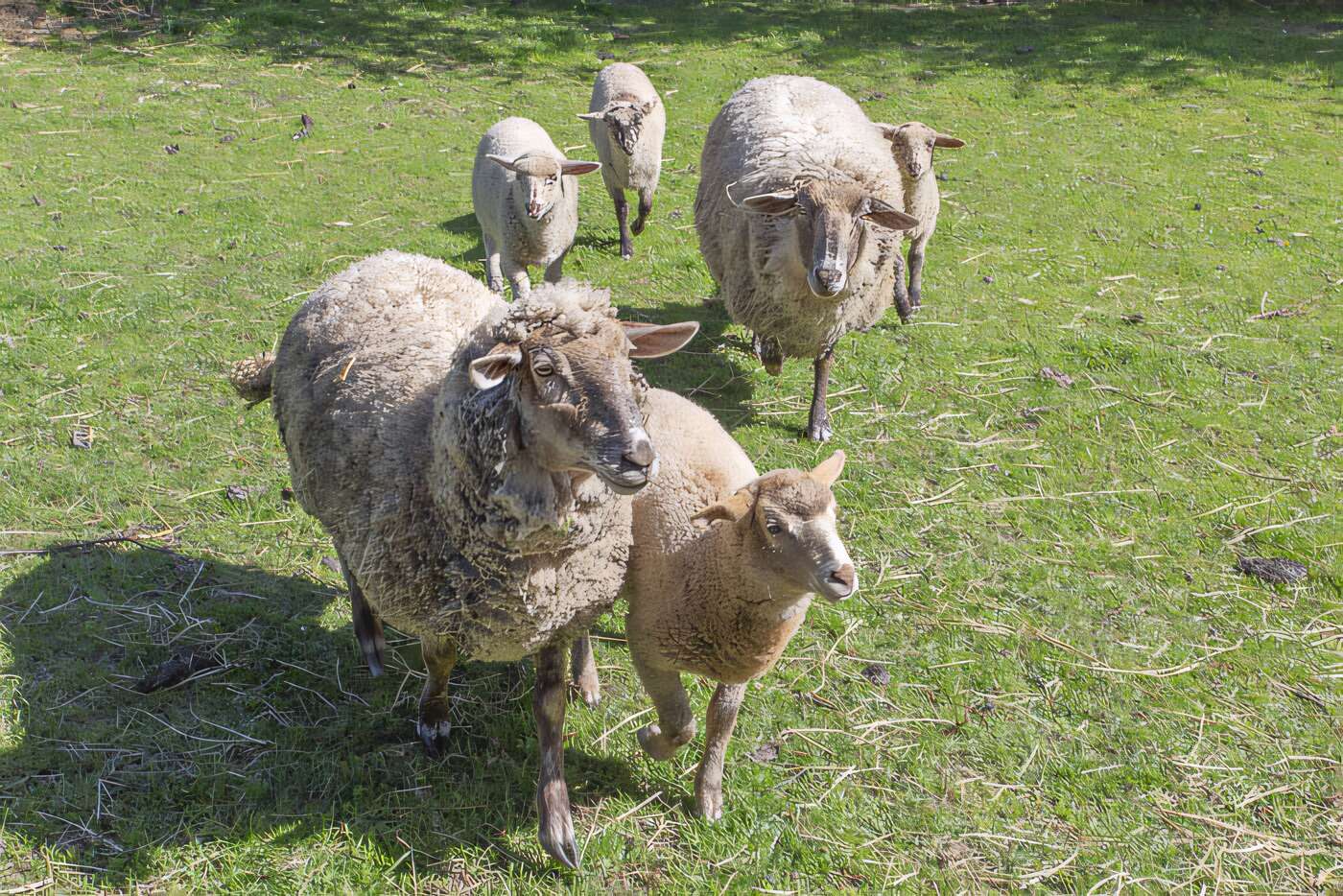 Schafe des Gastgebers