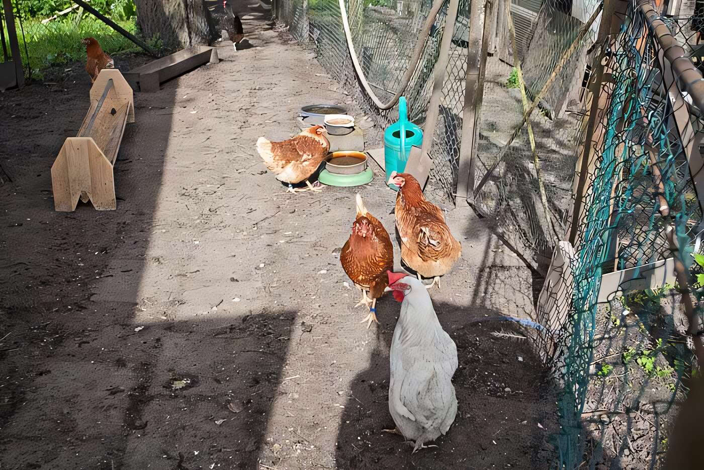 Hühner und Enten auf dem Hof